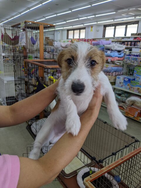 ジャックラッセルテリア