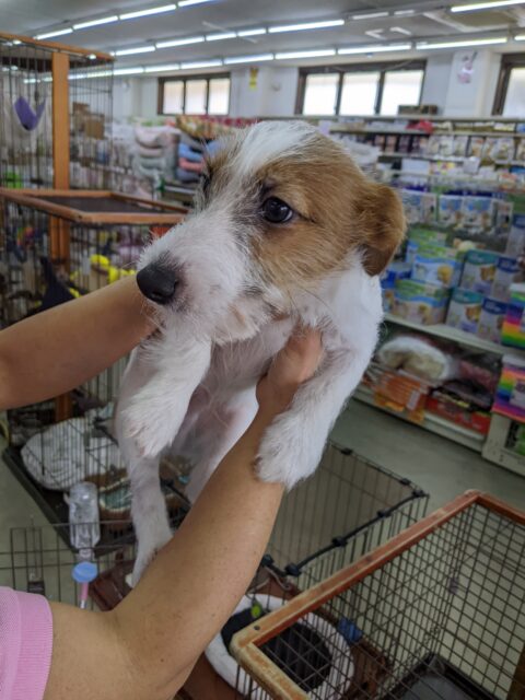 ジャックラッセルテリア