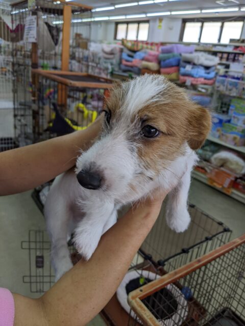 ジャックラッセルテリア