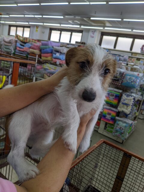 ジャックラッセルテリア