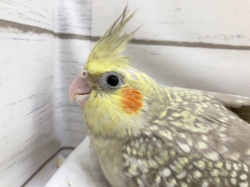 オカメインコ
