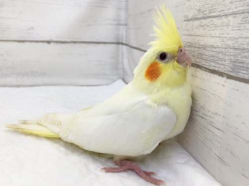 オカメインコ