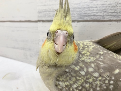 オカメインコ