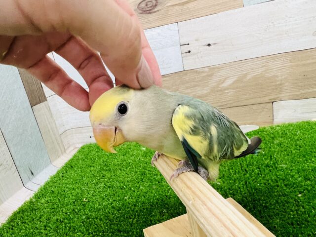 コザクラインコ（小桜インコ）