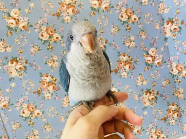 オキナインコ