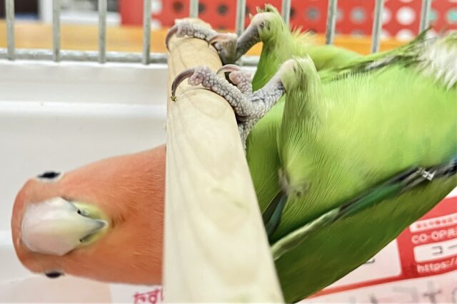 コザクラインコ（小桜インコ）