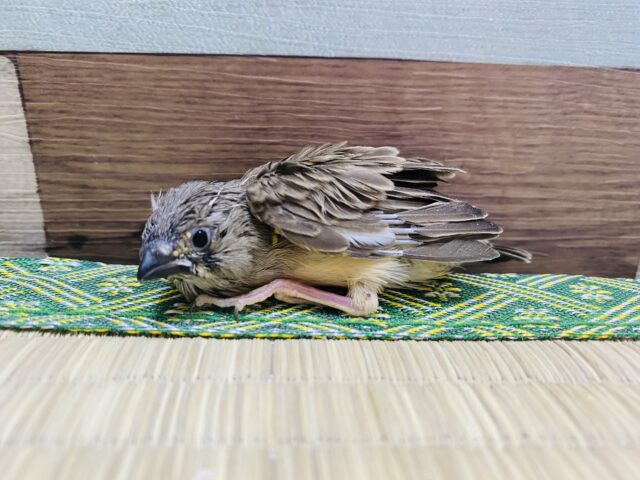 錦花鳥（キンカチョウ）