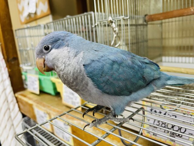 オキナインコ