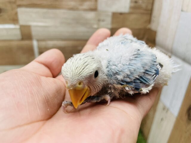 コザクラインコ（小桜インコ）