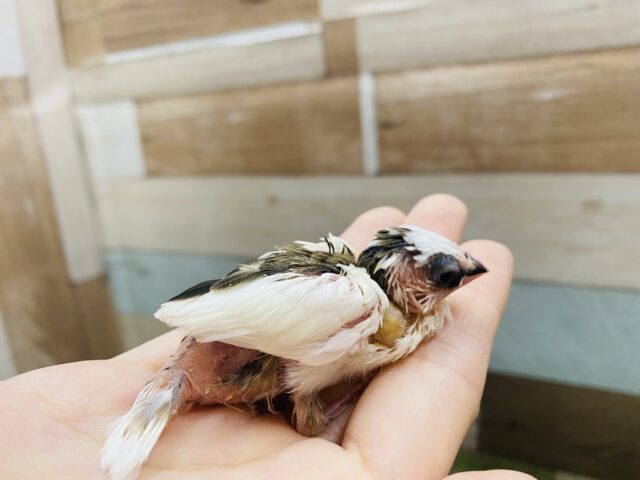 十姉妹（ジュウシマツ）