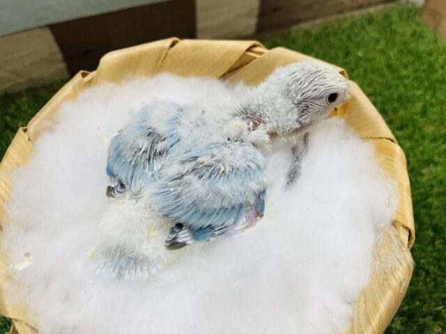 コザクラインコ（小桜インコ）