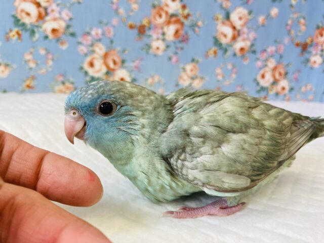 サザナミインコ