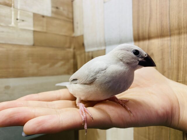 シルバー文鳥
