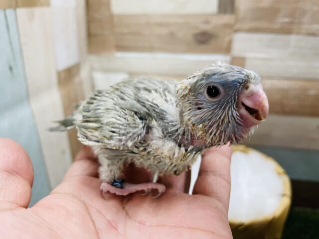 サザナミインコ