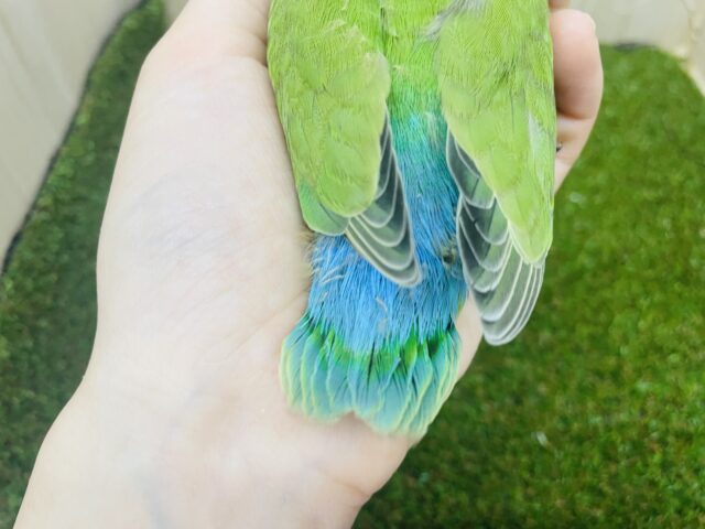 コザクラインコ（小桜インコ）