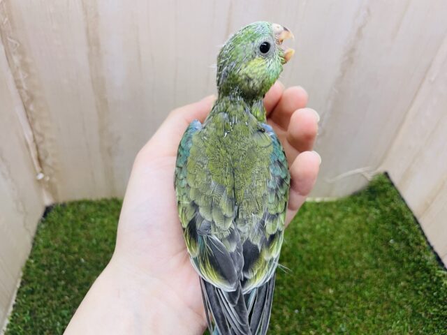 ビセイインコ（美声インコ）