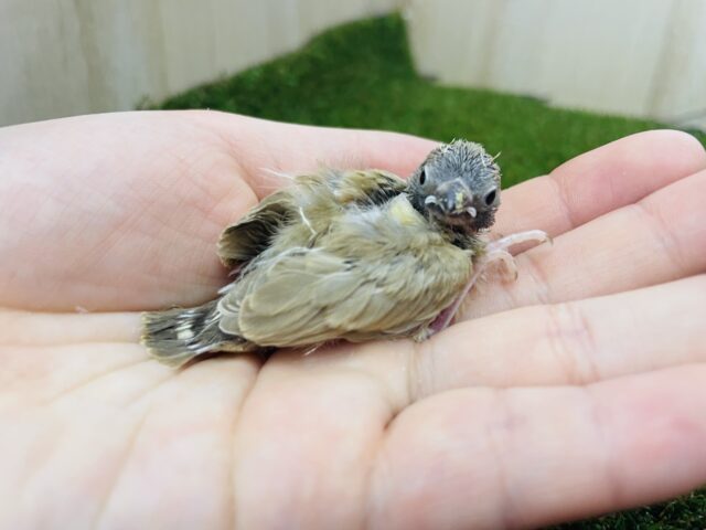 錦花鳥（キンカチョウ）