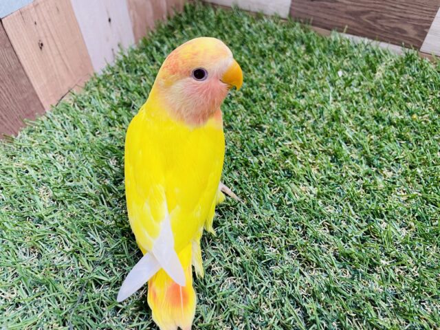コザクラインコ（小桜インコ）