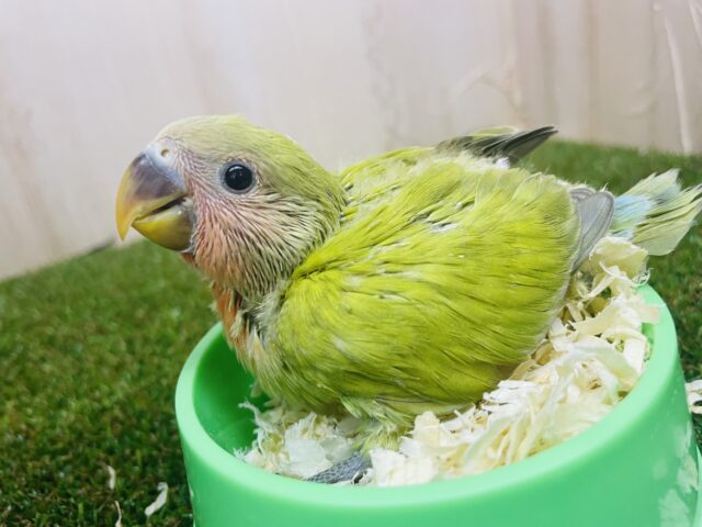 コザクラインコ（小桜インコ）