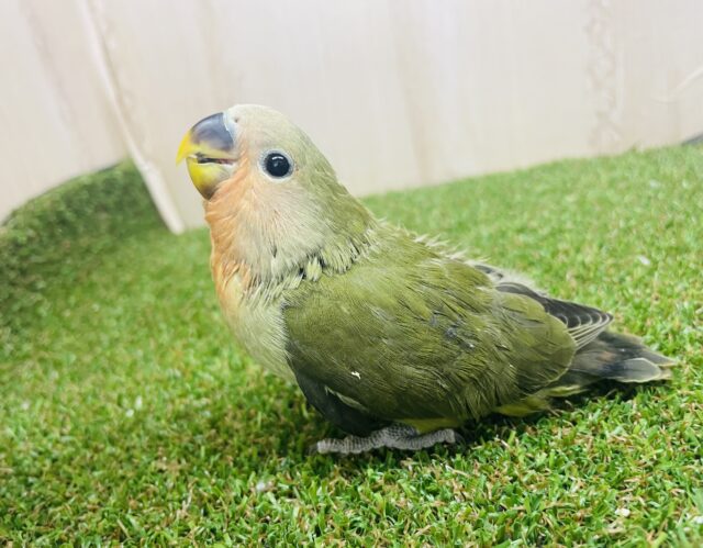 コザクラインコ（小桜インコ）