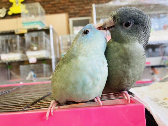 サザナミインコ