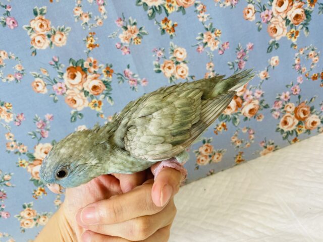 サザナミインコ