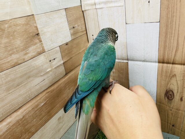 ホオミドリウロコインコ