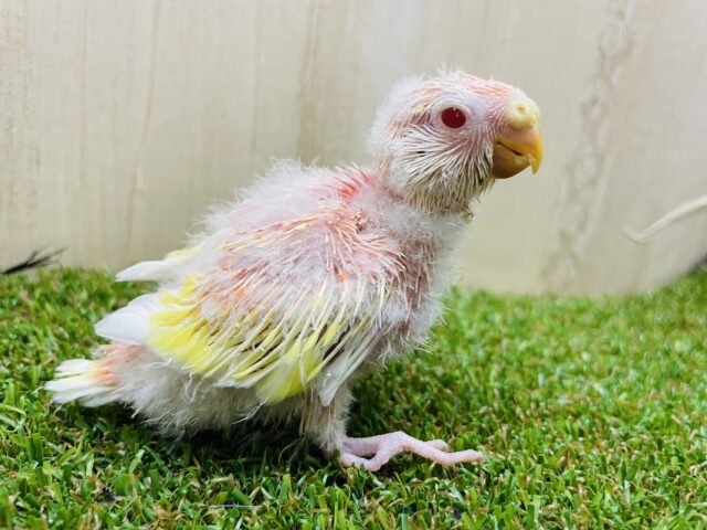 アキクサインコ（秋草インコ）