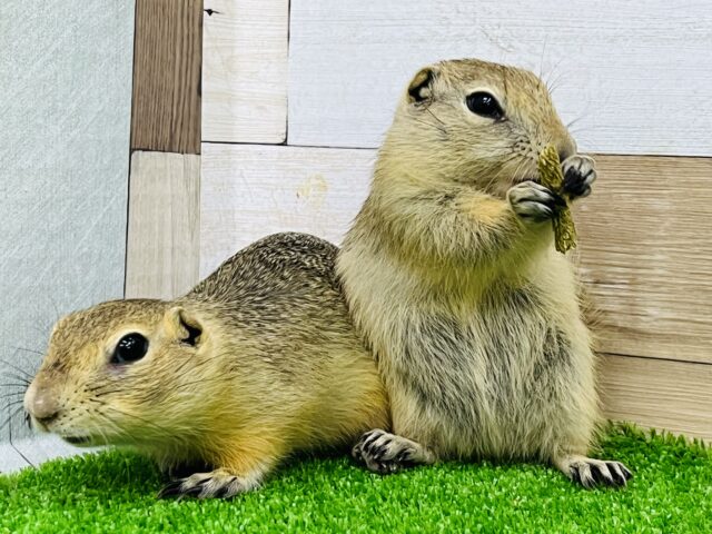 リチャードソンジリス