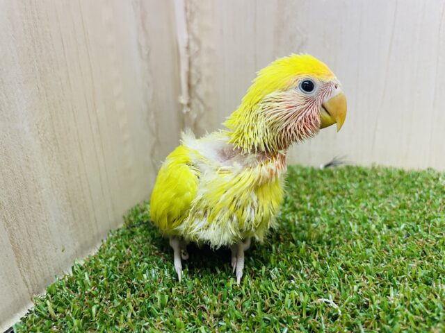 コザクラインコ（小桜インコ）