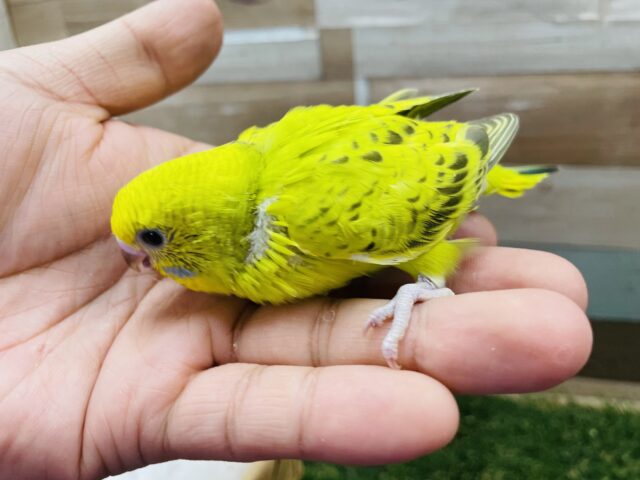 セキセイインコ
