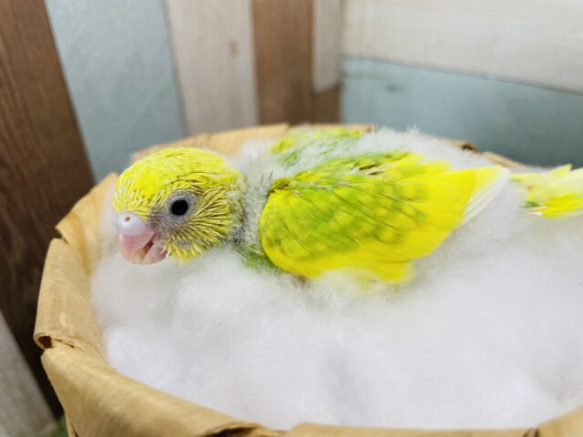 セキセイインコ