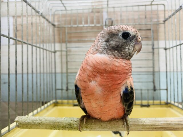 最新画像あります☆ヒナ餌卒業のロゼちゃんです♪アキクサインコのローズ! アキクサインコ(秋草インコ)