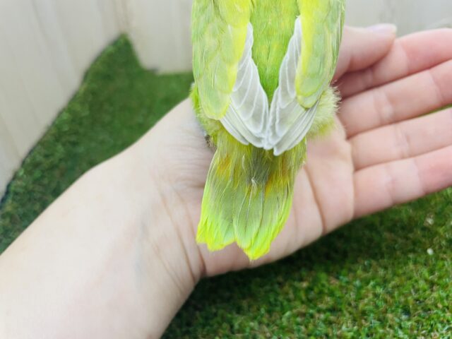 ヤマブキボタンインコ