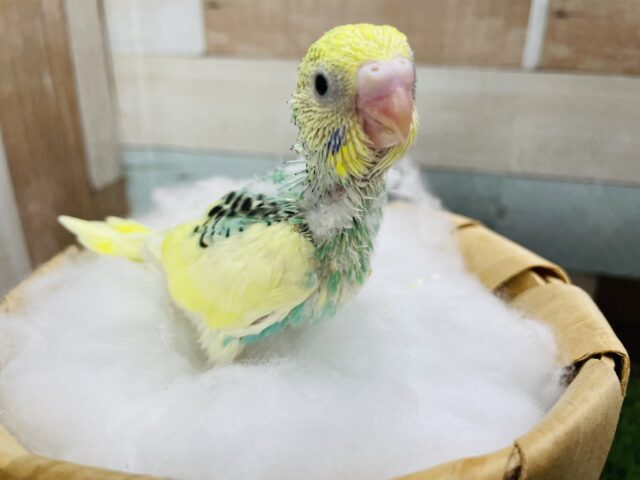 セキセイインコ
