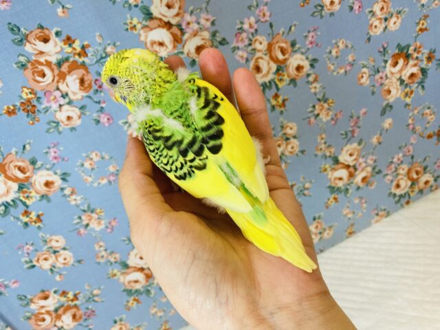 セキセイインコ