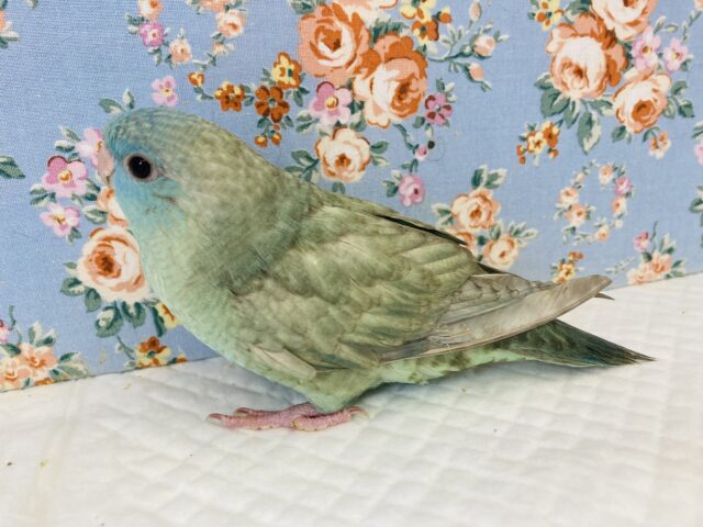 サザナミインコ