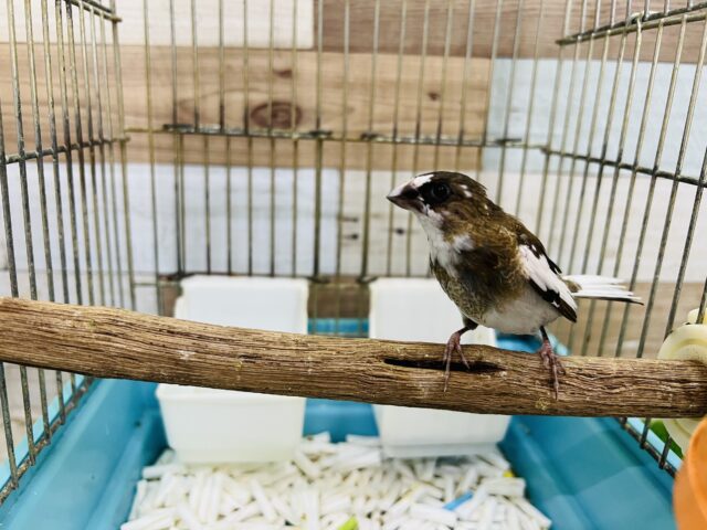 十姉妹（ジュウシマツ）