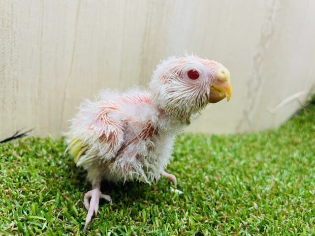 アキクサインコ（秋草インコ）
