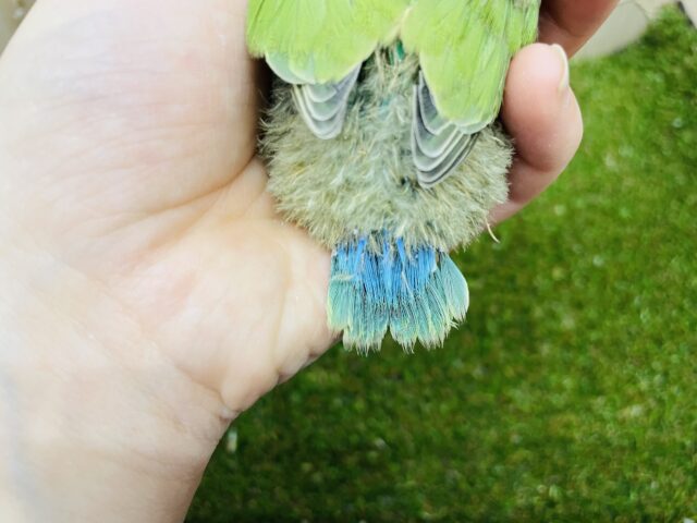 コザクラインコ（小桜インコ）