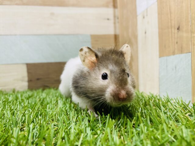 ゴールデンハムスター