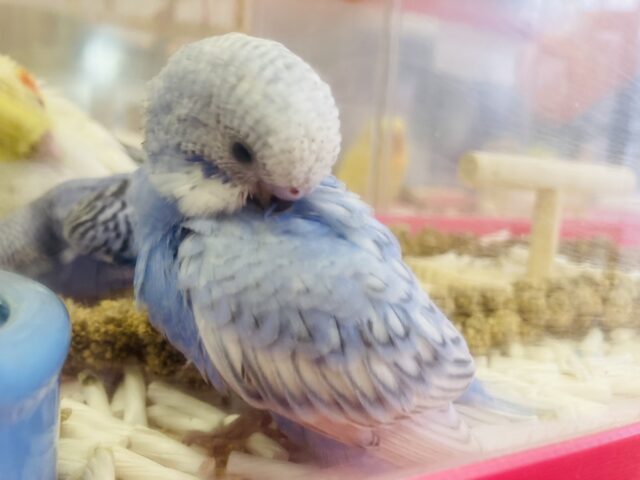 セキセイインコ