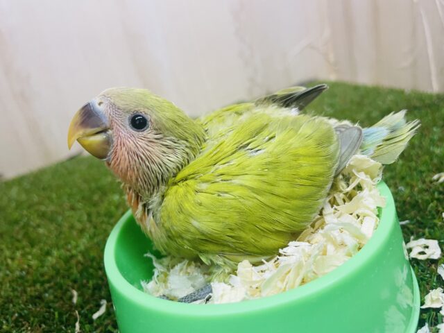 コザクラインコ（小桜インコ）