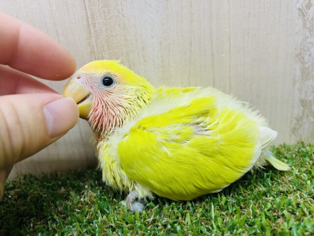 コザクラインコ（小桜インコ）
