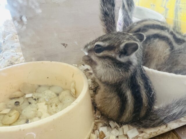 シマリス（ノーマル）