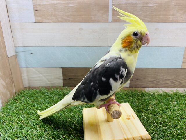 オカメインコ