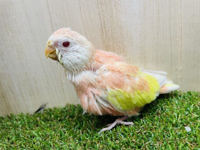 アキクサインコ（秋草インコ）