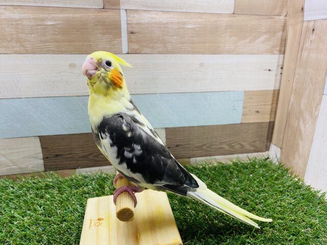 オカメインコ