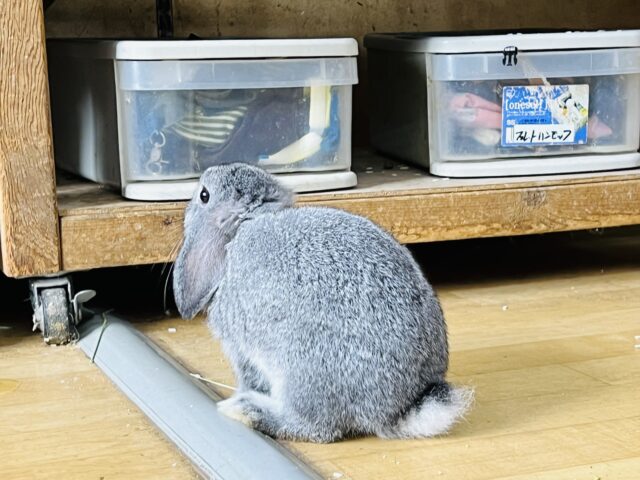 ロップイヤーラビット
