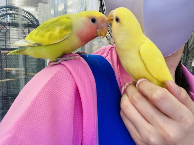 コザクラインコ（小桜インコ）